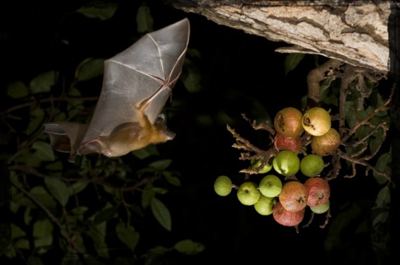 Fruit Bat - Natasha Mhatre